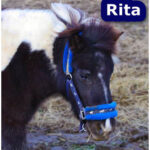 Rita - konik z sercem